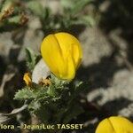 Ononis variegata Цветок