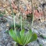 Plantago subnuda Çiçek