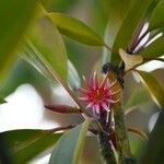 Bruguiera gymnorhiza Flower