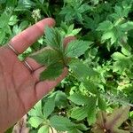 Hydrophyllum tenuipes Leaf