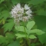 Hydrophyllum virginianum Flor