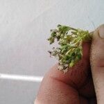 Fumaria parviflora Fiore