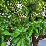 Pouteria caimito Leaf