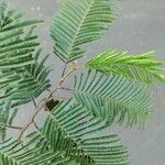 Anadenanthera colubrina ഇല