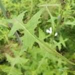 Lactuca biennis Foglia