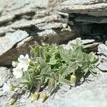 Cerastium latifolium Flower