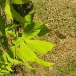 Acer cissifolium Folha