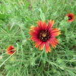 Gaillardia amblyodon Floare