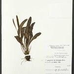 Elaphoglossum nigrescens Leaf