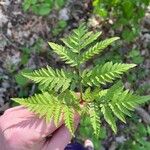 Botrychium virginianum Leaf