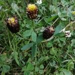 Trifolium spadiceum Deilen