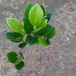 Artocarpus integer Ліст
