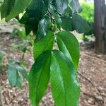 Goniorrhachis marginata Hoja