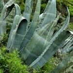 Agave americana Folha