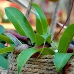 Nepenthes alata Blatt