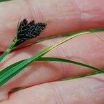 Carex parviflora Blomma