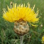 Centaurea orientalis Flower