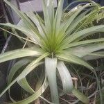 Tillandsia utriculata برگ