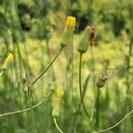 Crepis pulchra Flower