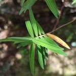 Hypericum lanceolatum Leaf