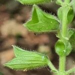 Salvia glutinosa Frugt