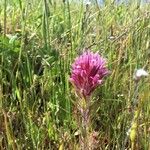 Castilleja exserta Fleur