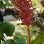 Aechmea cylindrata Blad