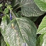 Salvia tiliifolia Leaf