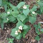 Primula bulleyana Blomma