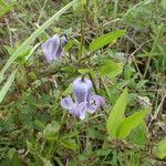 Clematis crispa Habitus