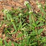 Spermacoce verticillata फूल