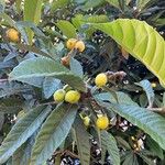 Eriobotrya japonica Fruit