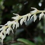 Bulbophyllum multiflorum Кветка