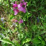 Pedicularis gyroflexa عادت