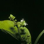 Cordia sagotii Vili