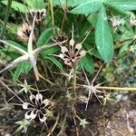 Nigella arvensis Meyve