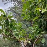 Kigelia africana Leaf