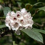 Rhododendron crinigerum