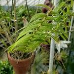 Dendrobium auriculatum Leaf