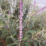 Salvia leucantha 花