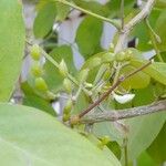 Dendrolobium umbellatum Плод