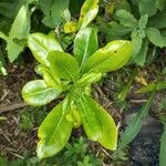 Pittosporum heterophyllumLeaf