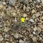 Fumana procumbens Συνήθη χαρακτηριστικά