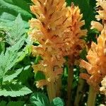 Orobanche flava Flower