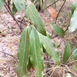 Euclea natalensis Leaf