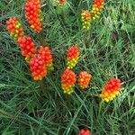 Arum italicumFruit