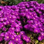 Drosanthemum hispidum Квітка