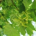 Acer platanoides List