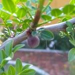 Bursera fagaroides Gyümölcs