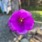 Cistanthe grandiflora